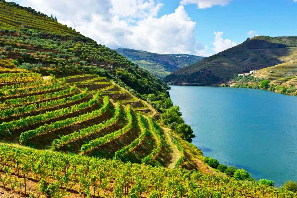 Compra-se Vinha com Vista Rio Douro