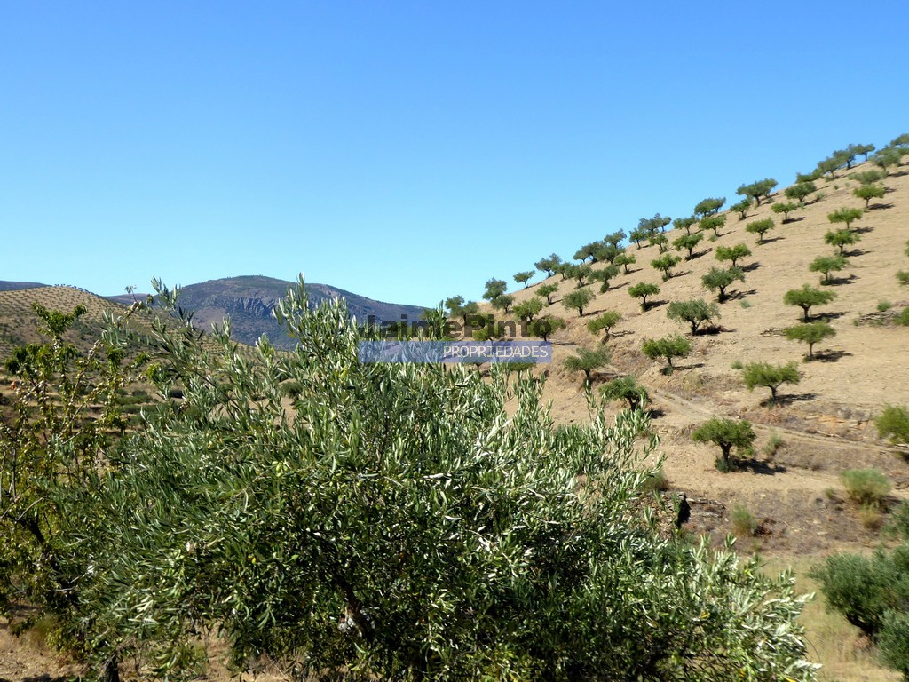 Terreno agricola