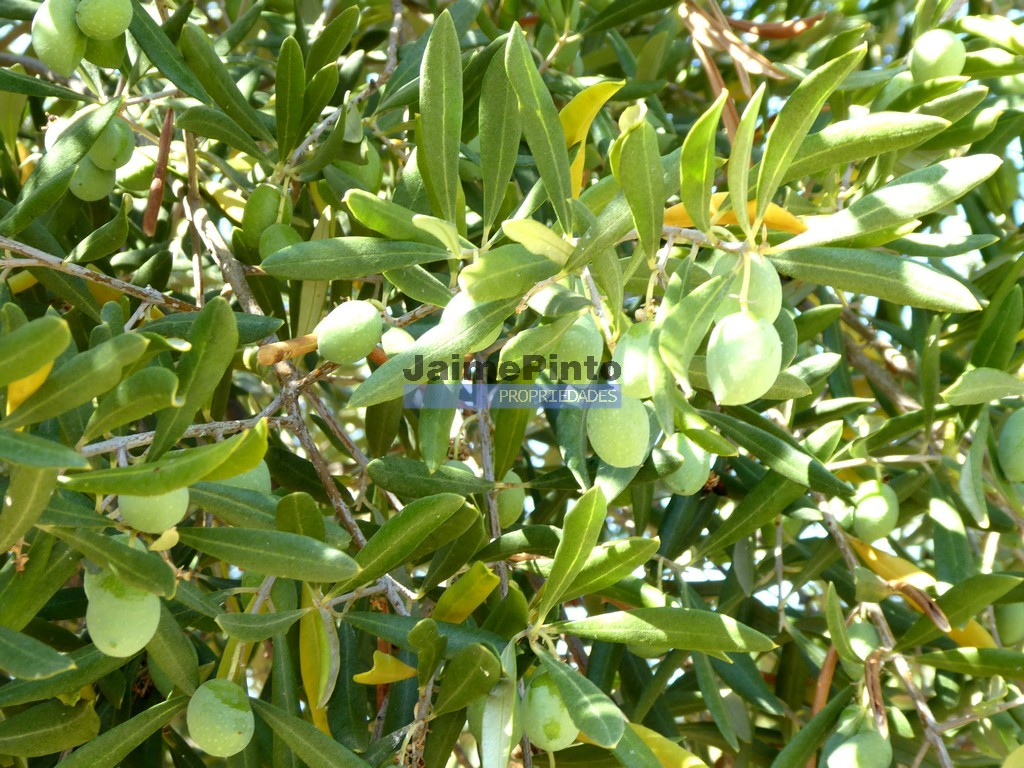 Terreno agricola