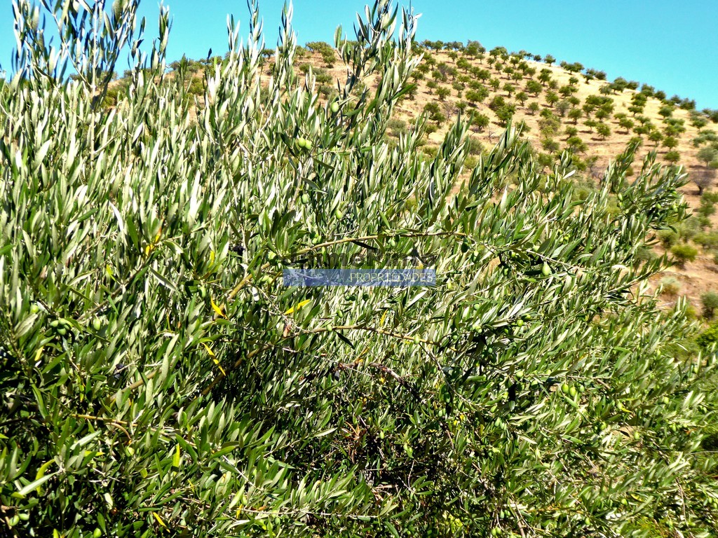 Terreno agricola
