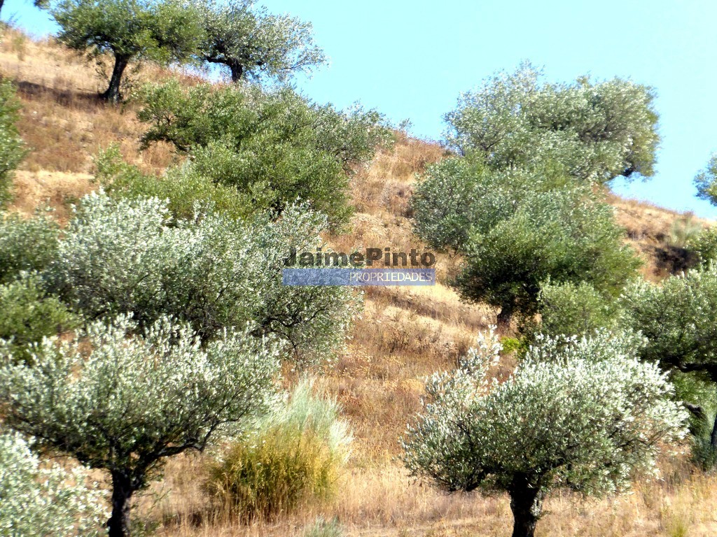 Terreno agricola