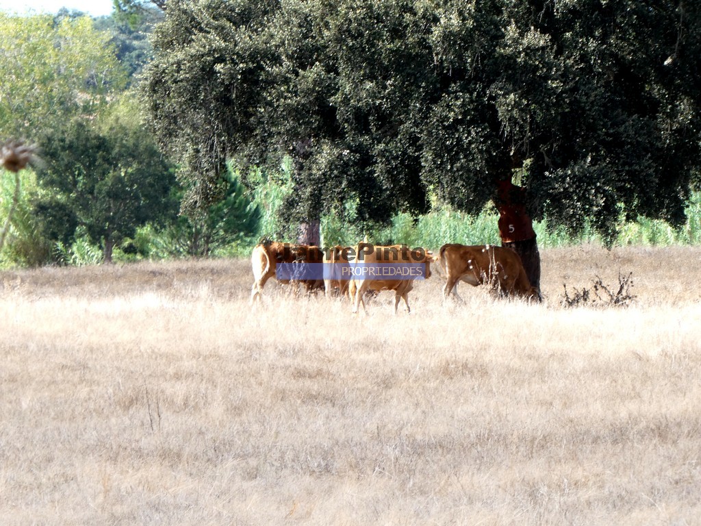 Terreno agricola - ST - ALJUSTREL