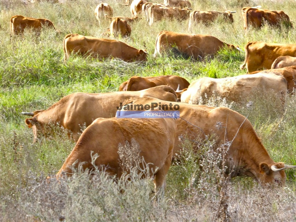 Terreno agricola