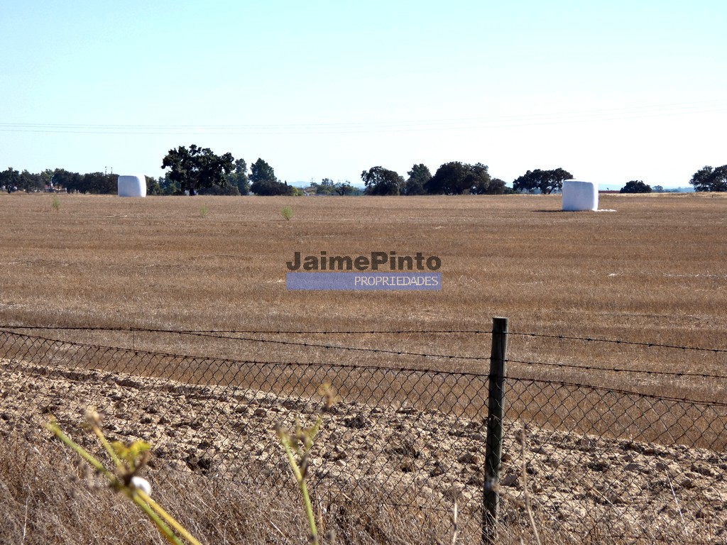 Terreno agricola