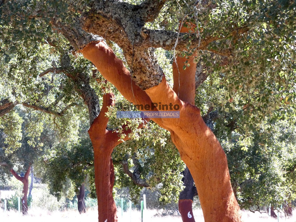 Terreno agricola