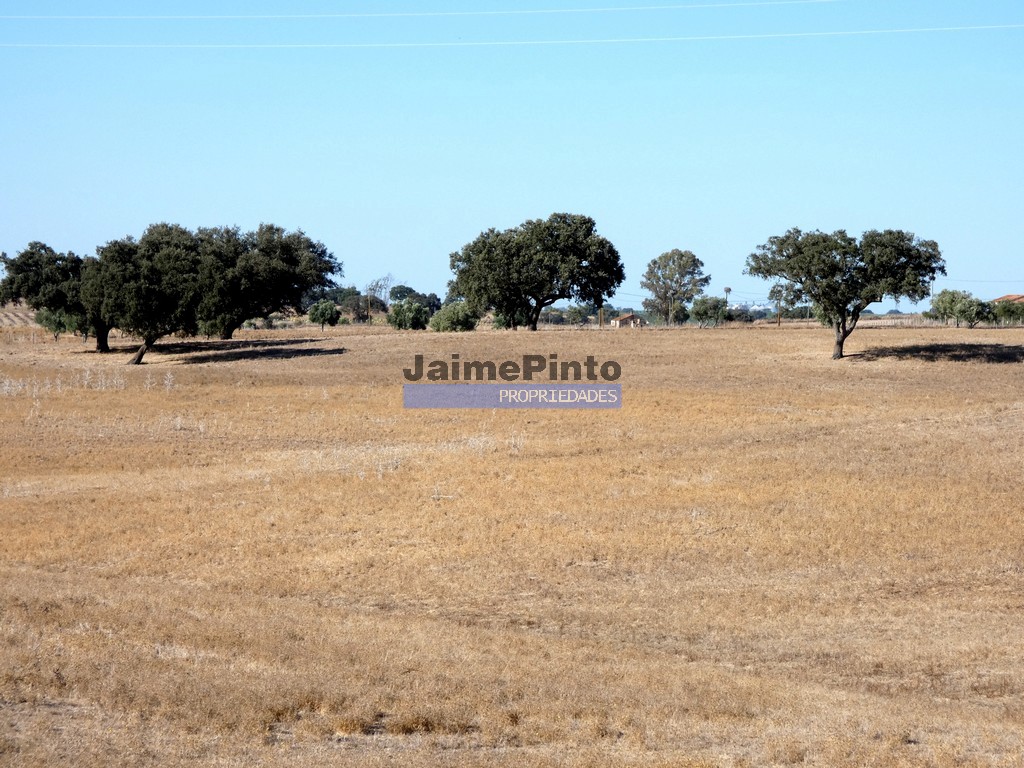 Terreno agricola