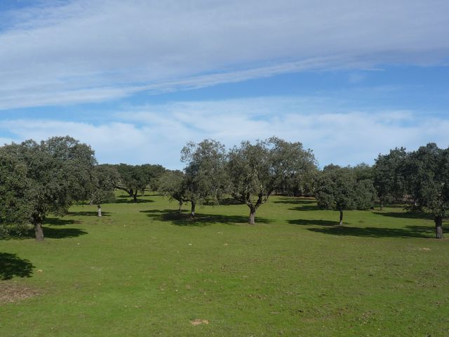 Herdade