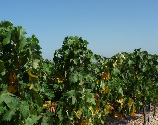 Terreno agricola