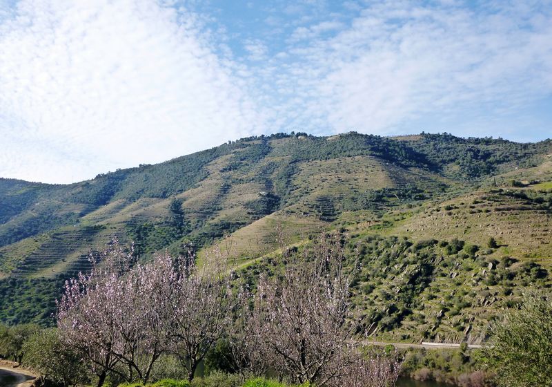 Quinta