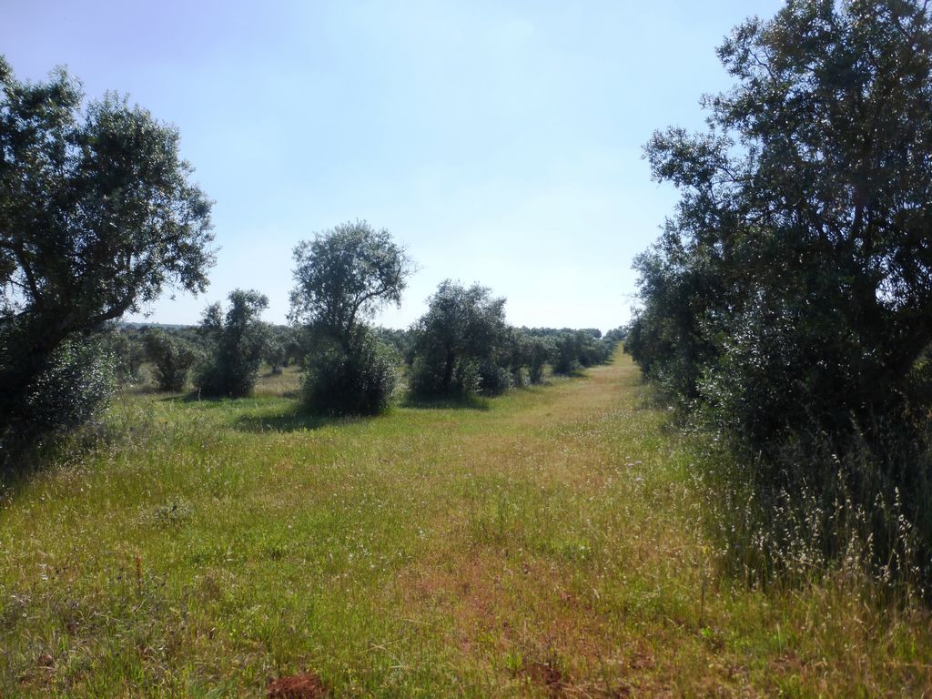 Herdade