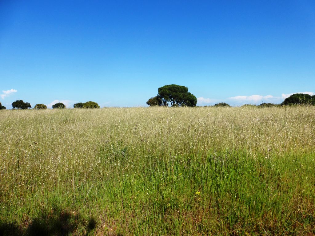 Herdade