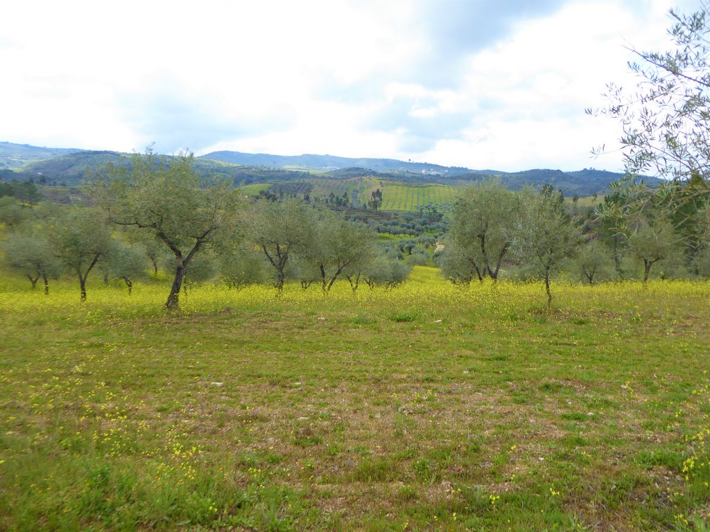 Quinta