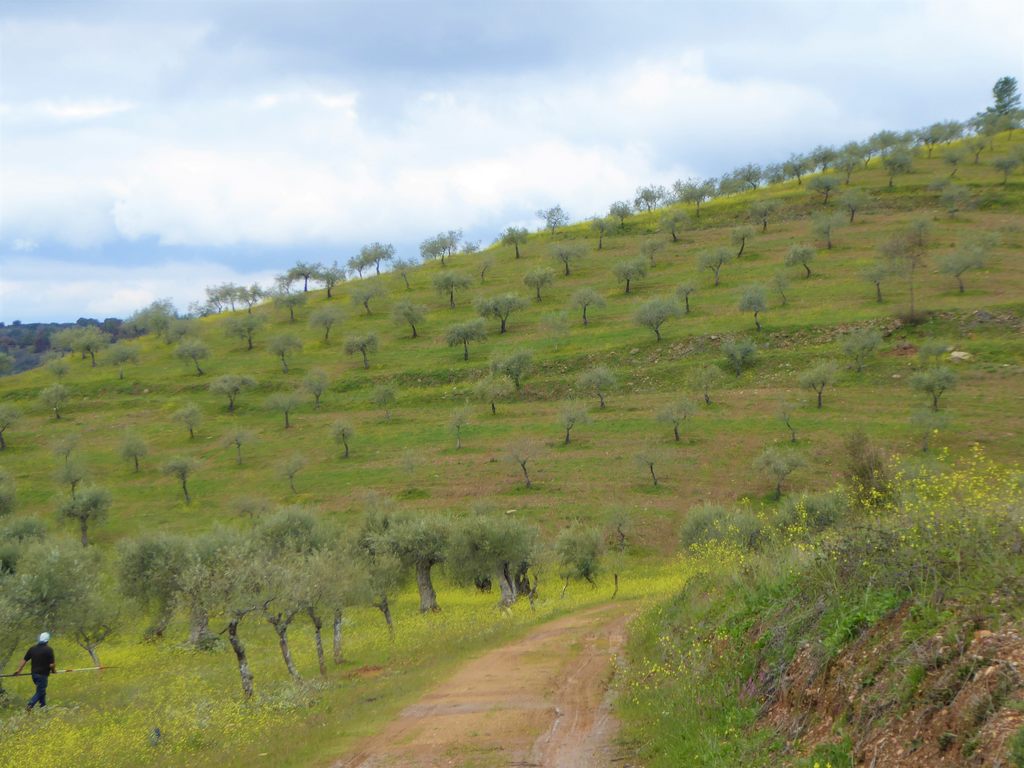 Quinta
