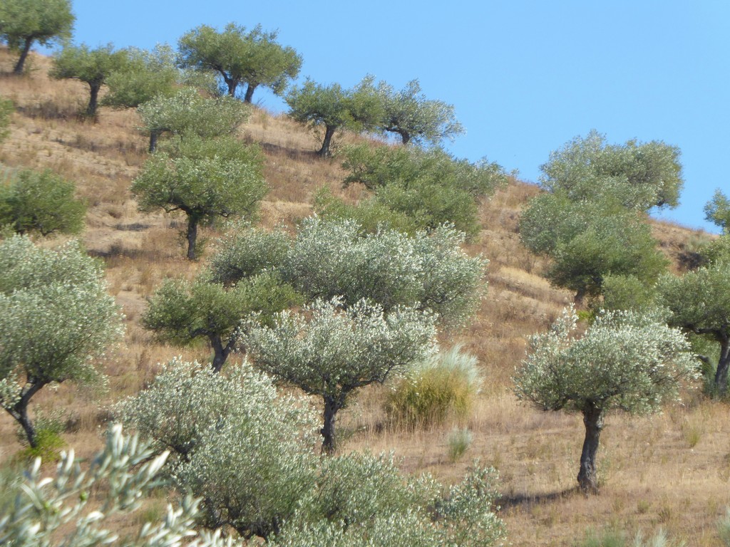 Terreno agricola