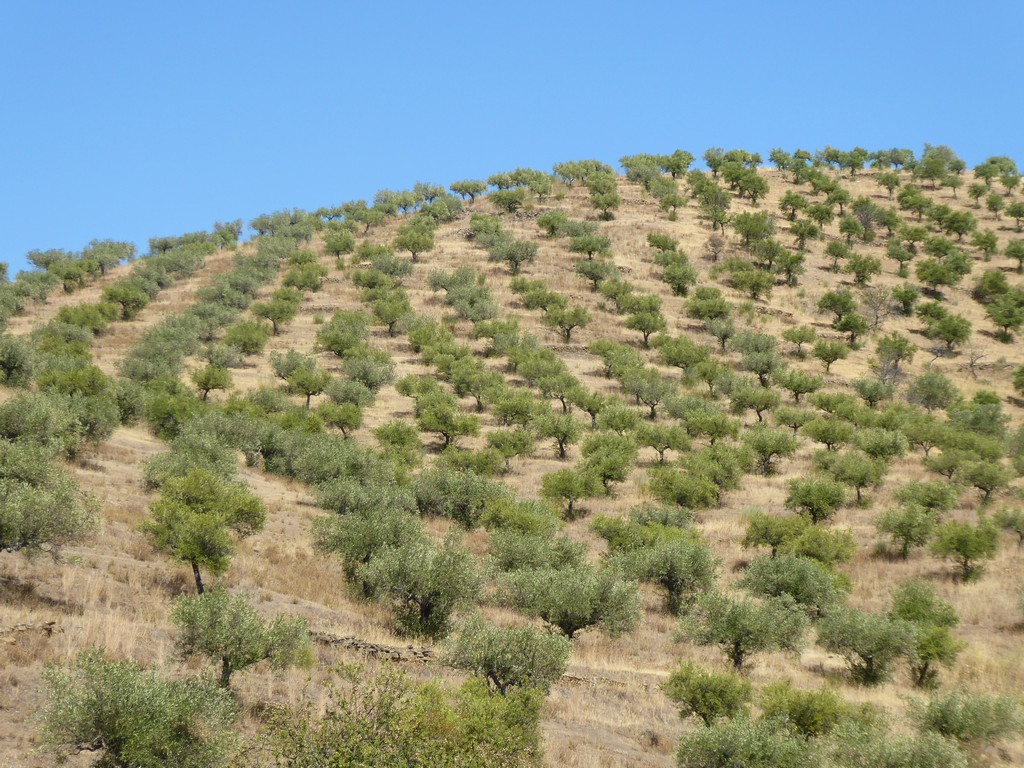 Terreno agricola