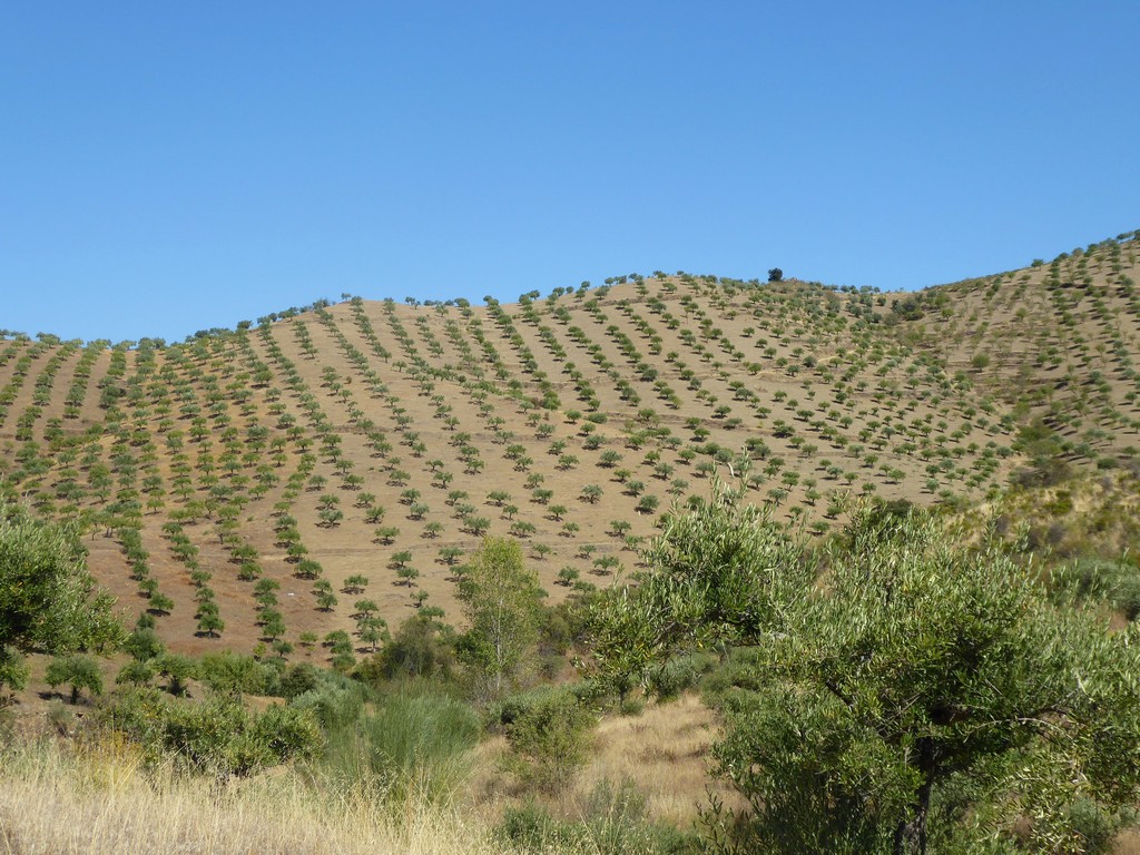 Terreno agricola