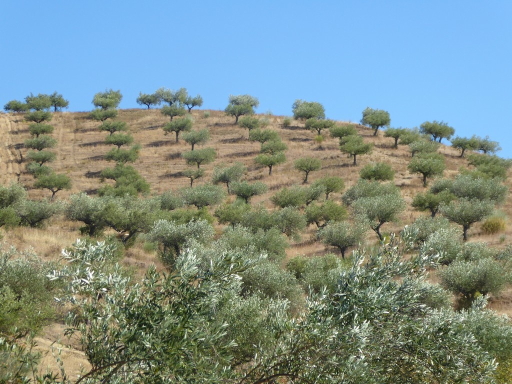 Terreno agricola