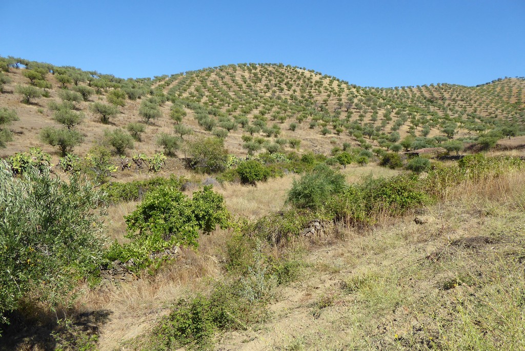 Terreno agricola