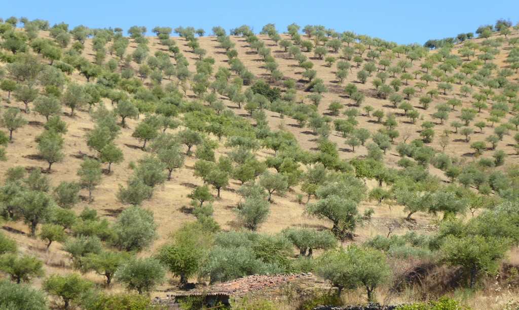 Terreno agricola