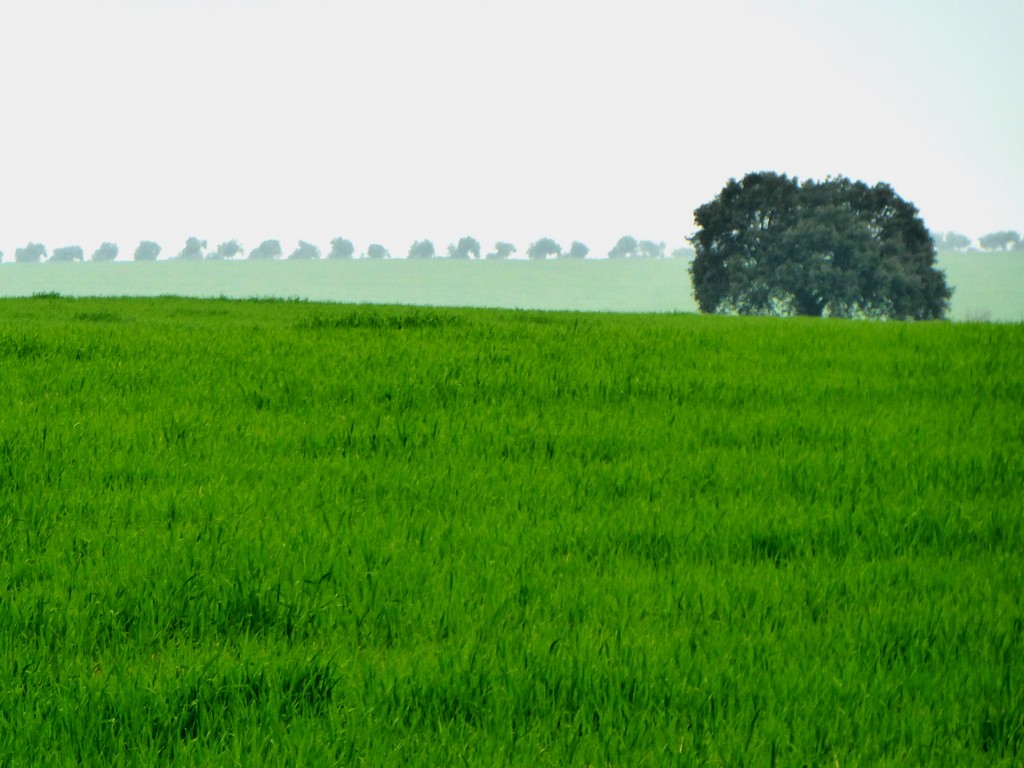 Terreno agricola