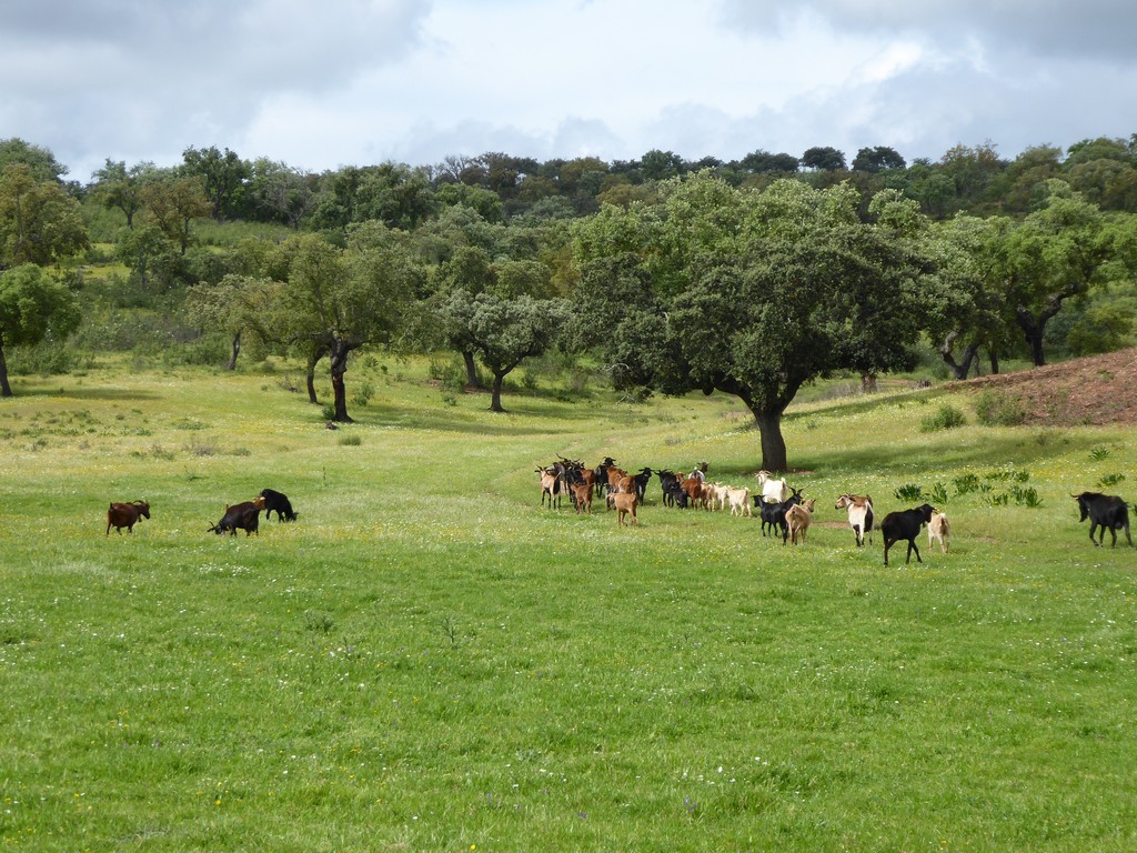 Herdade