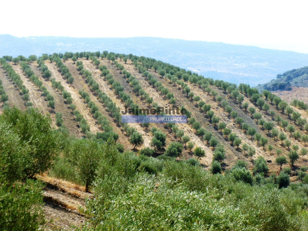 Quinta