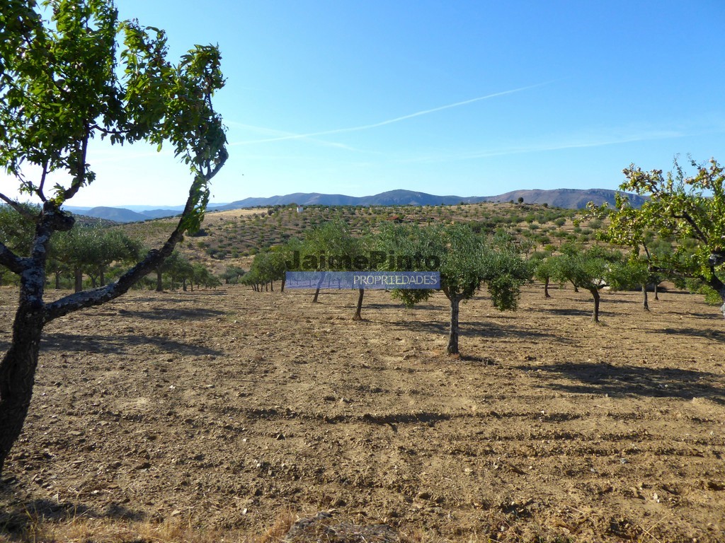 Terreno agricola