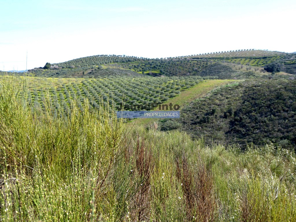 Terreno agricola