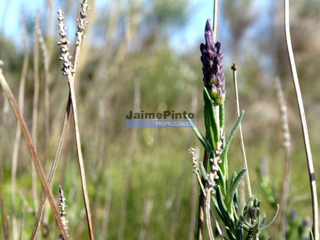 Terreno agricola