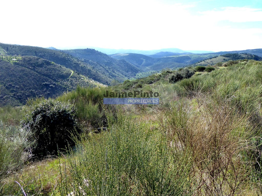 Terreno agricola