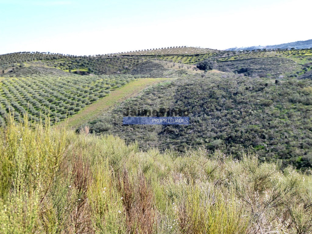 Terreno agricola