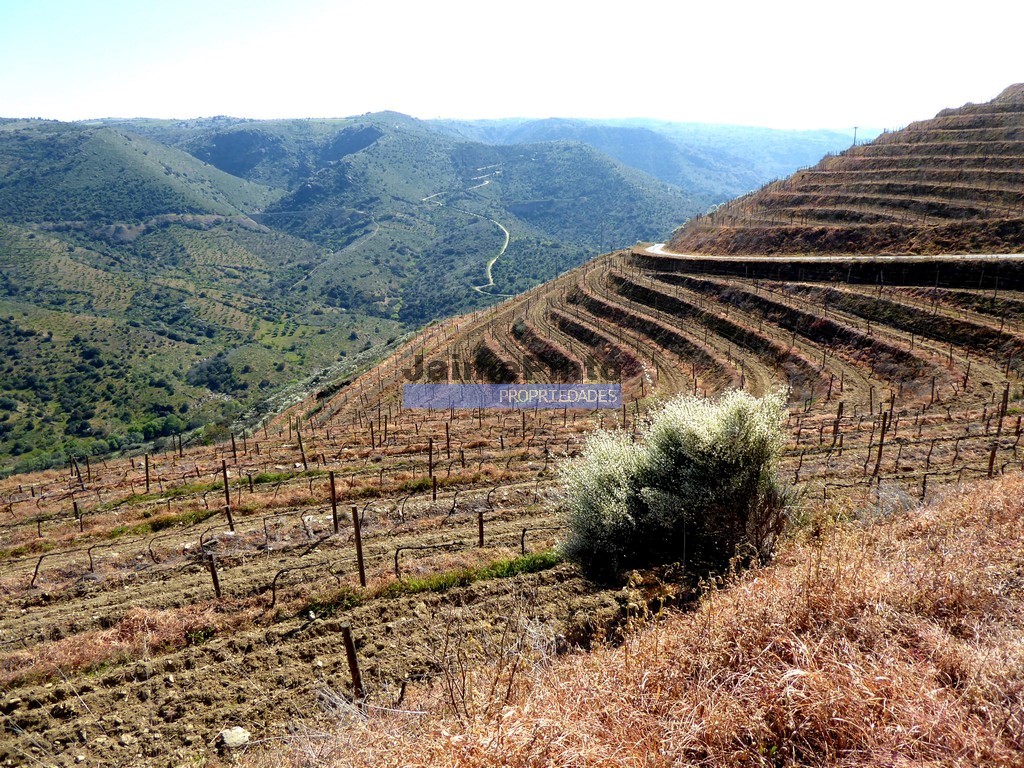 Terreno agricola