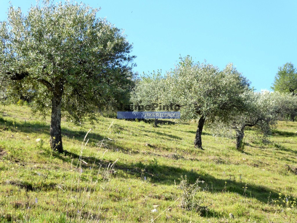 Terreno agricola