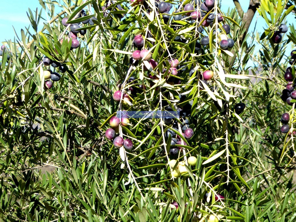 Terreno agricola