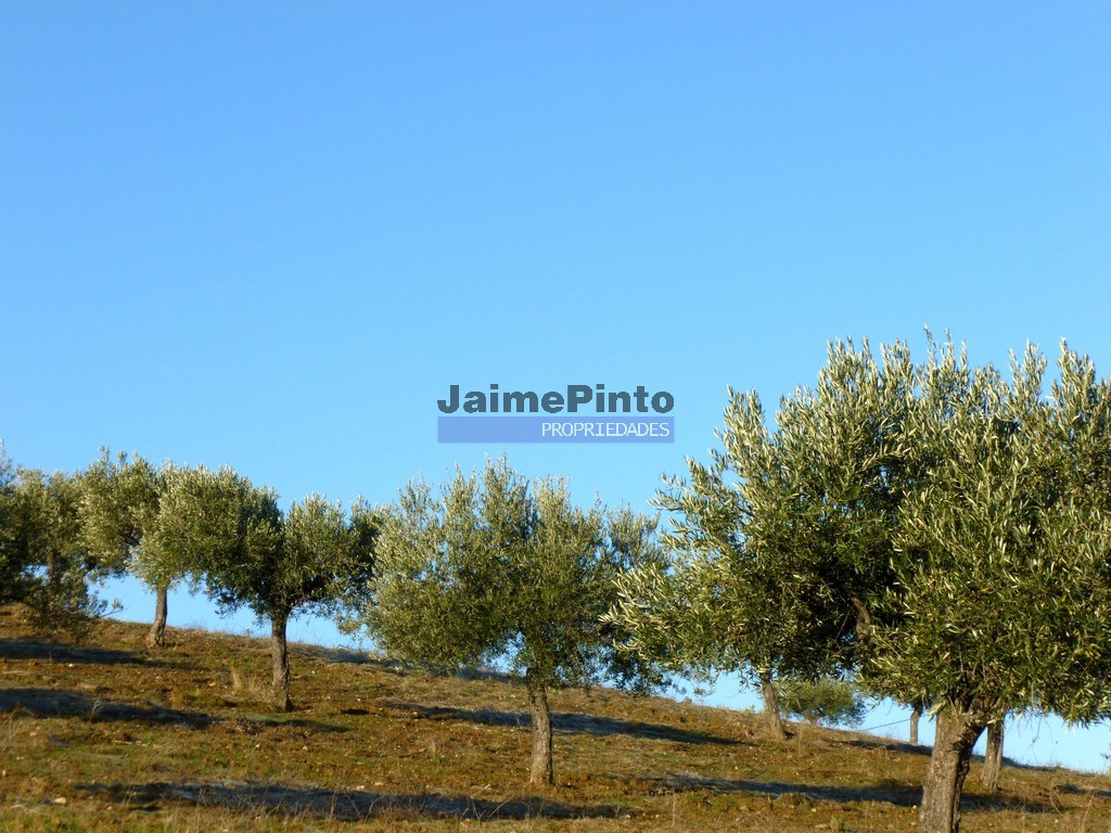 Terreno agricola