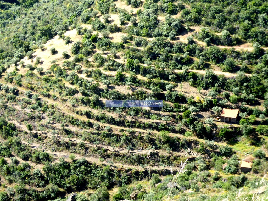 ST - FIGUEIRA DE CASTELO RODRIGO