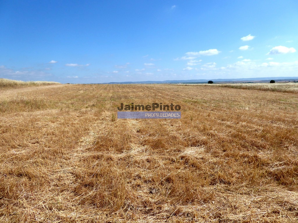 Terreno agricola