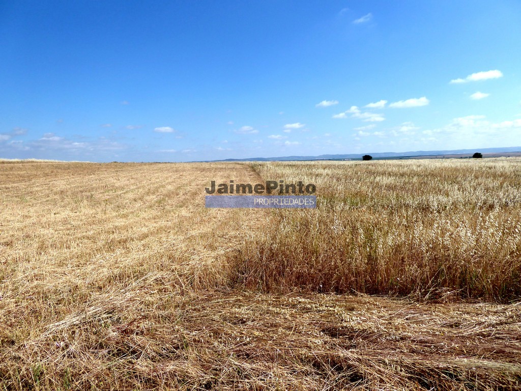 Terreno agricola