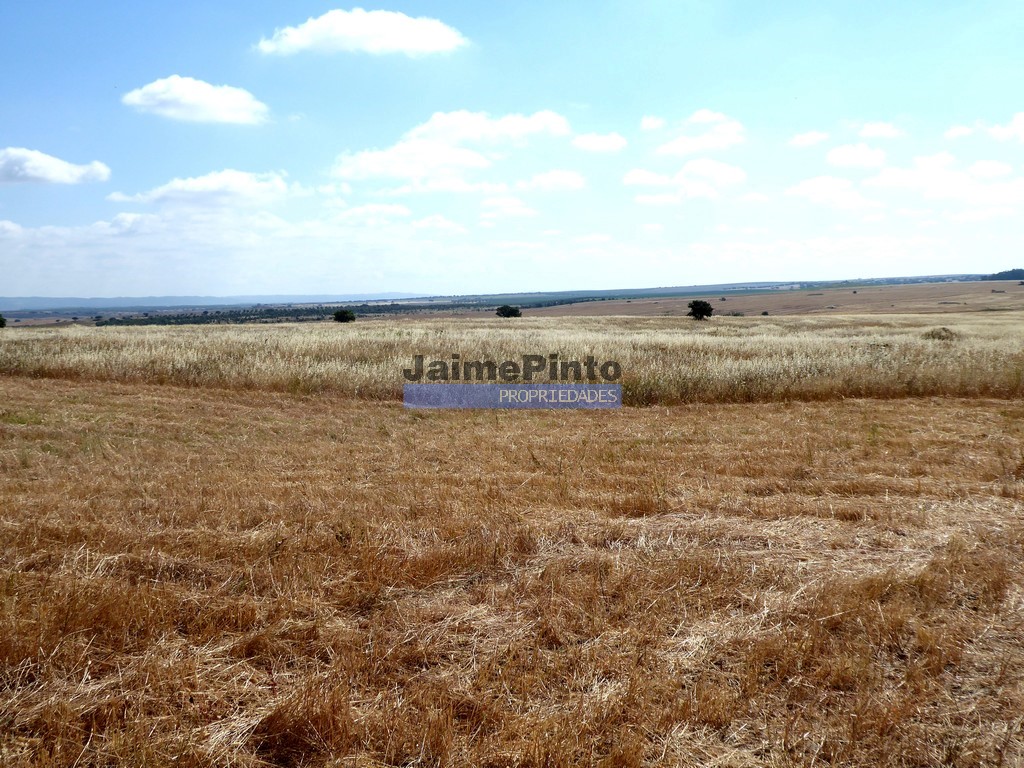 Terreno agricola