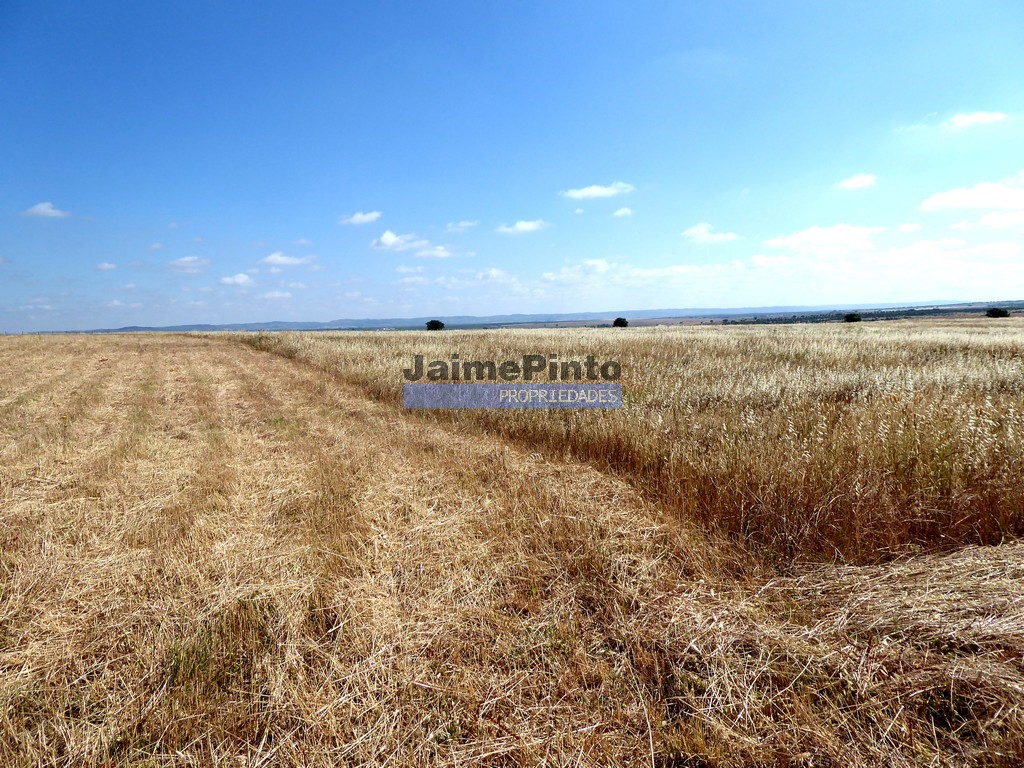 Terreno agricola