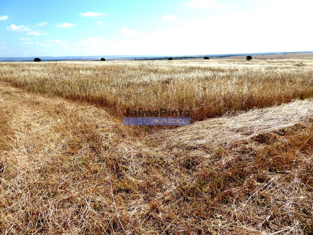 Terreno agricola