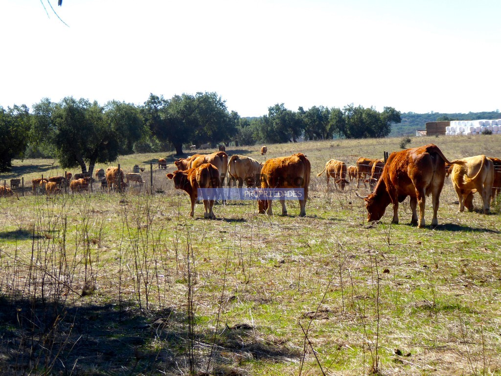 Terreno agricola