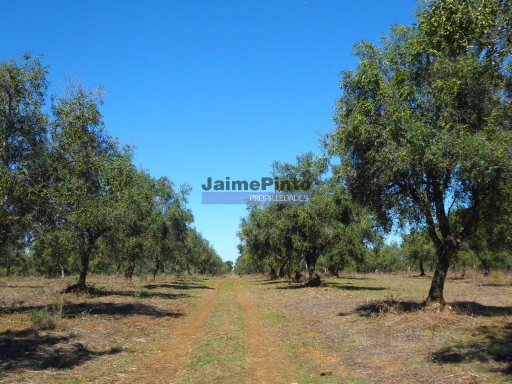 Terreno agricola