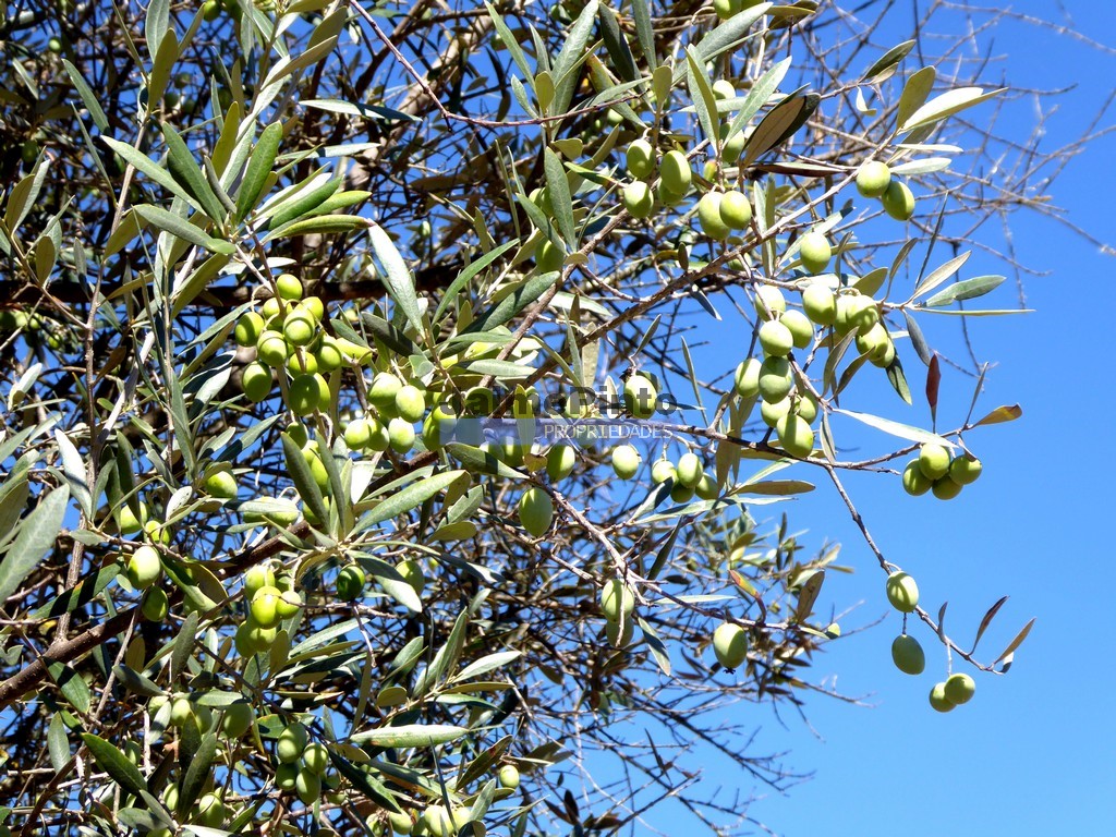 Terreno agricola