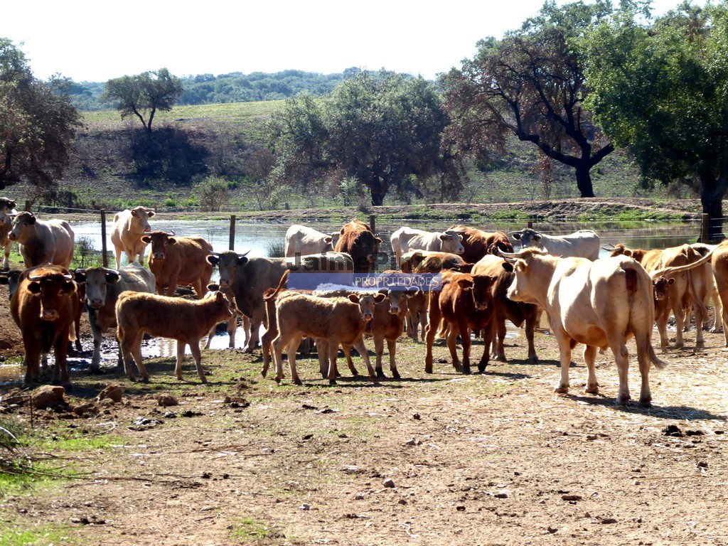 Terreno agricola
