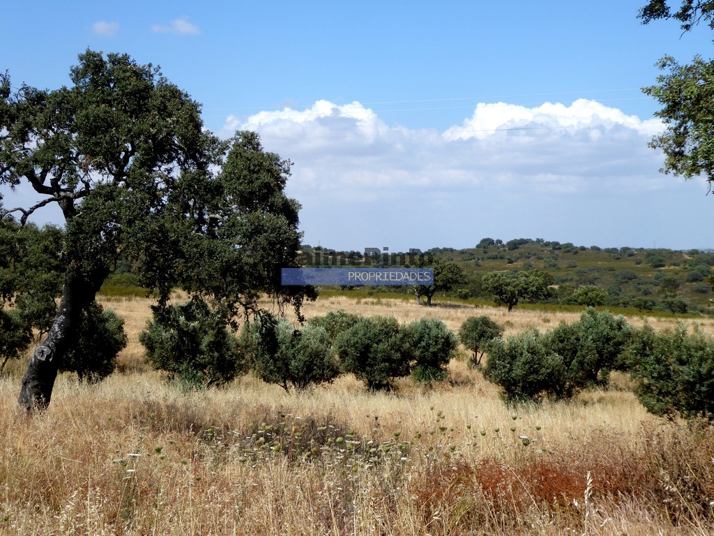 Terreno agricola