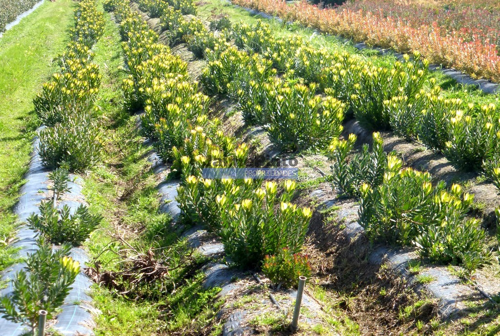 Terreno agricola