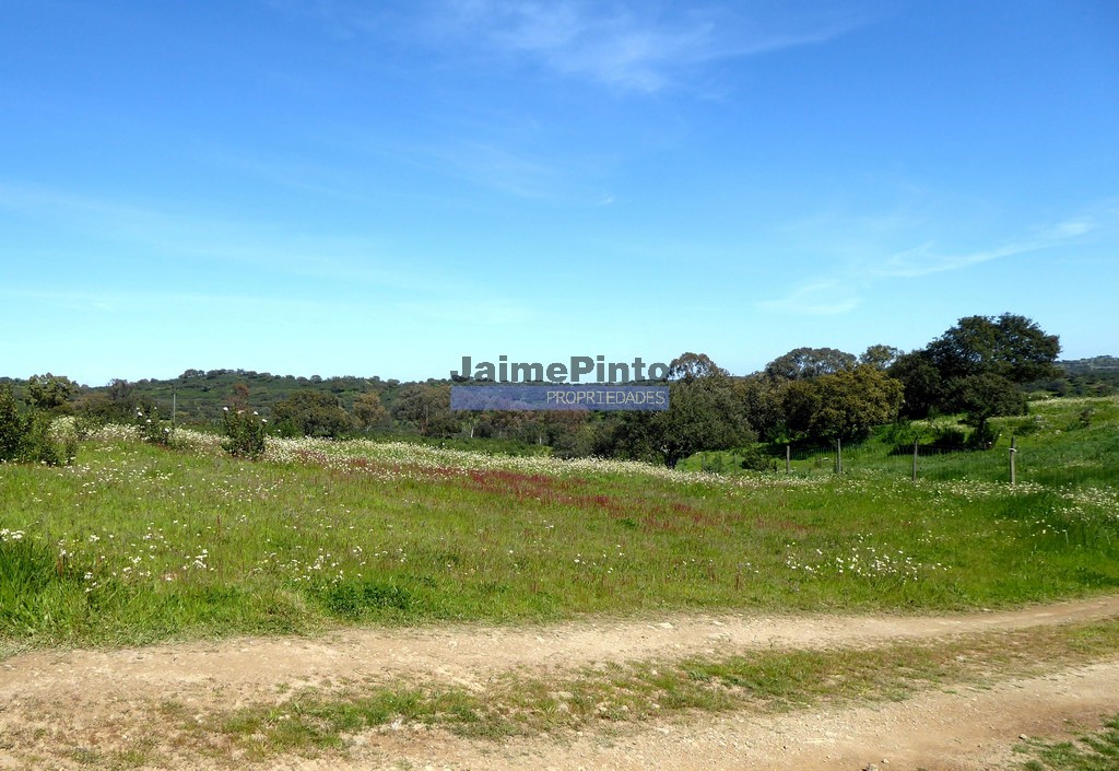 Terreno agricola