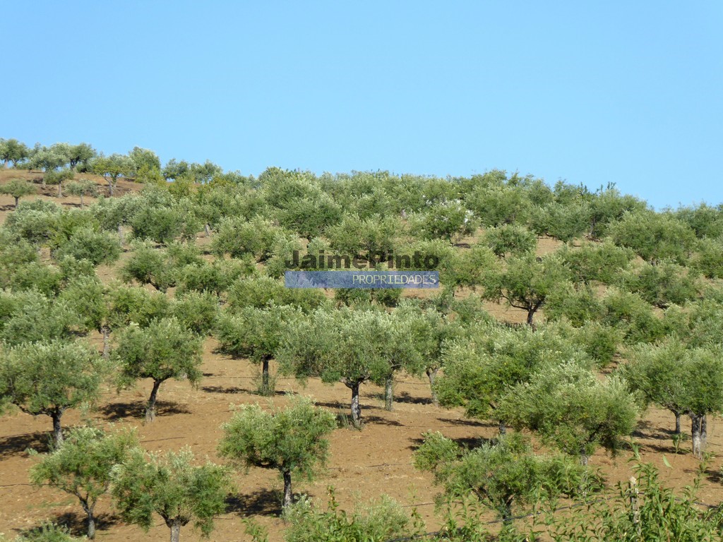 Terreno agricola