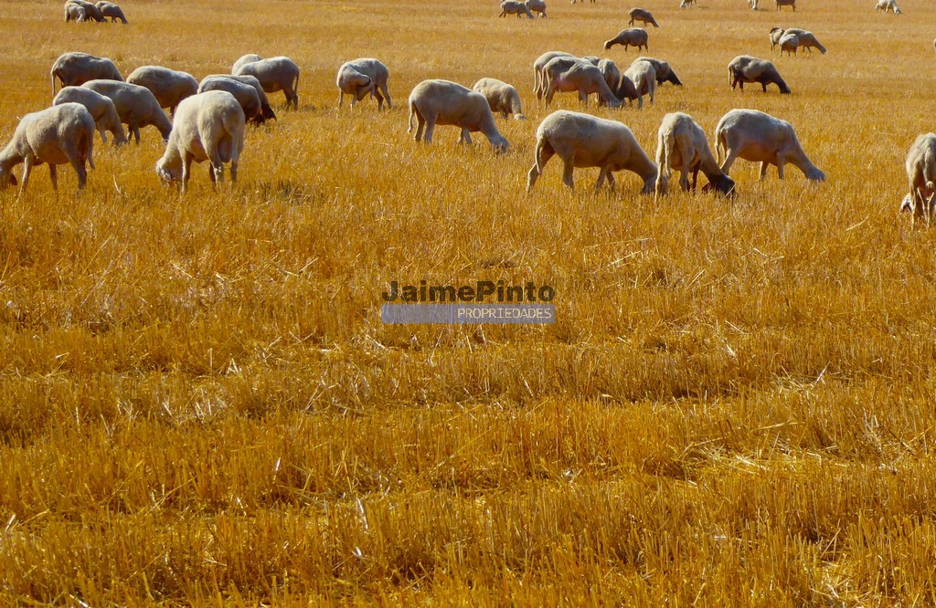 Terreno agricola